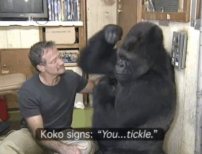 Koko was almost famous for her friendship with Robin Williams. Koko was heartbroken upon hearing of his death.