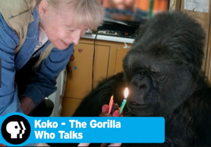 Koko the gorilla came forward with "me too" accusations of sexual assault